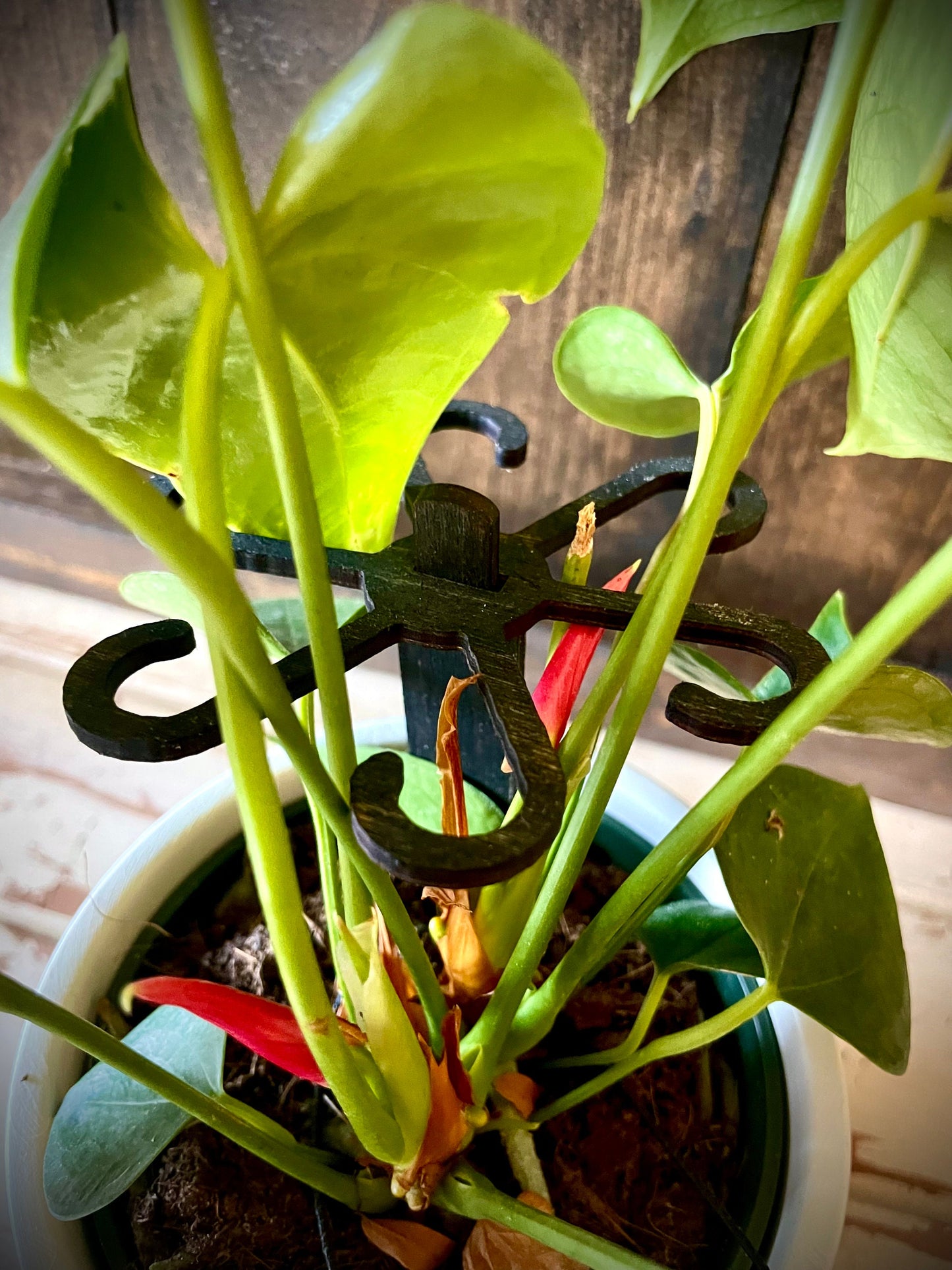 Boho Wood Plant Stem Support with Spike | Philodendron, Alocasia & Monstera | 25 Sizes | 12 Finishes