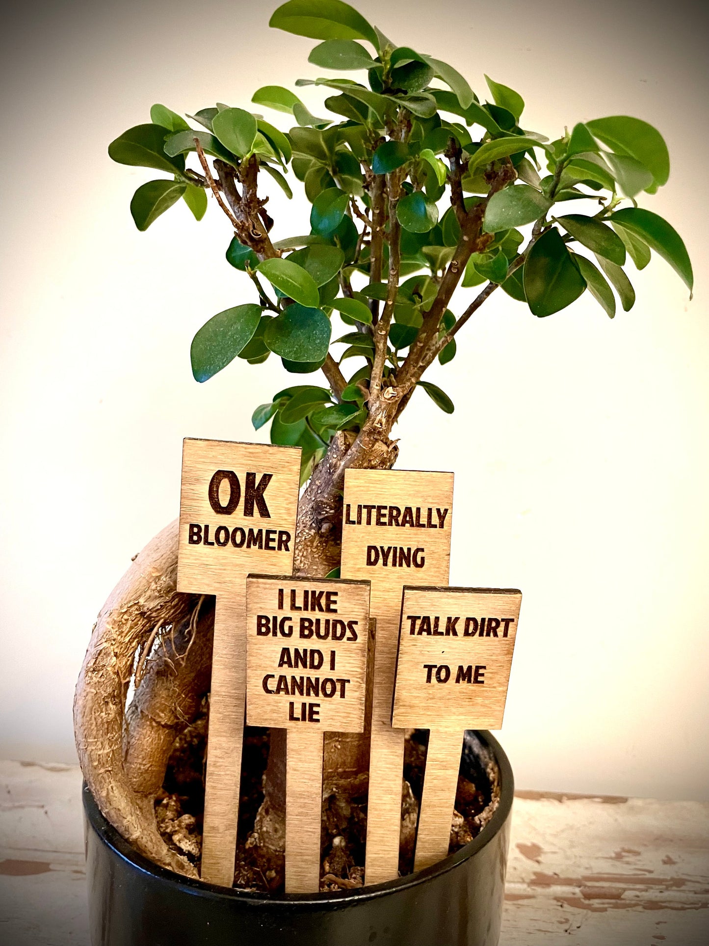 Funny Indoor Plant & Cactus Stakes | Set of 10 Labels | 12 Finishes | Set A