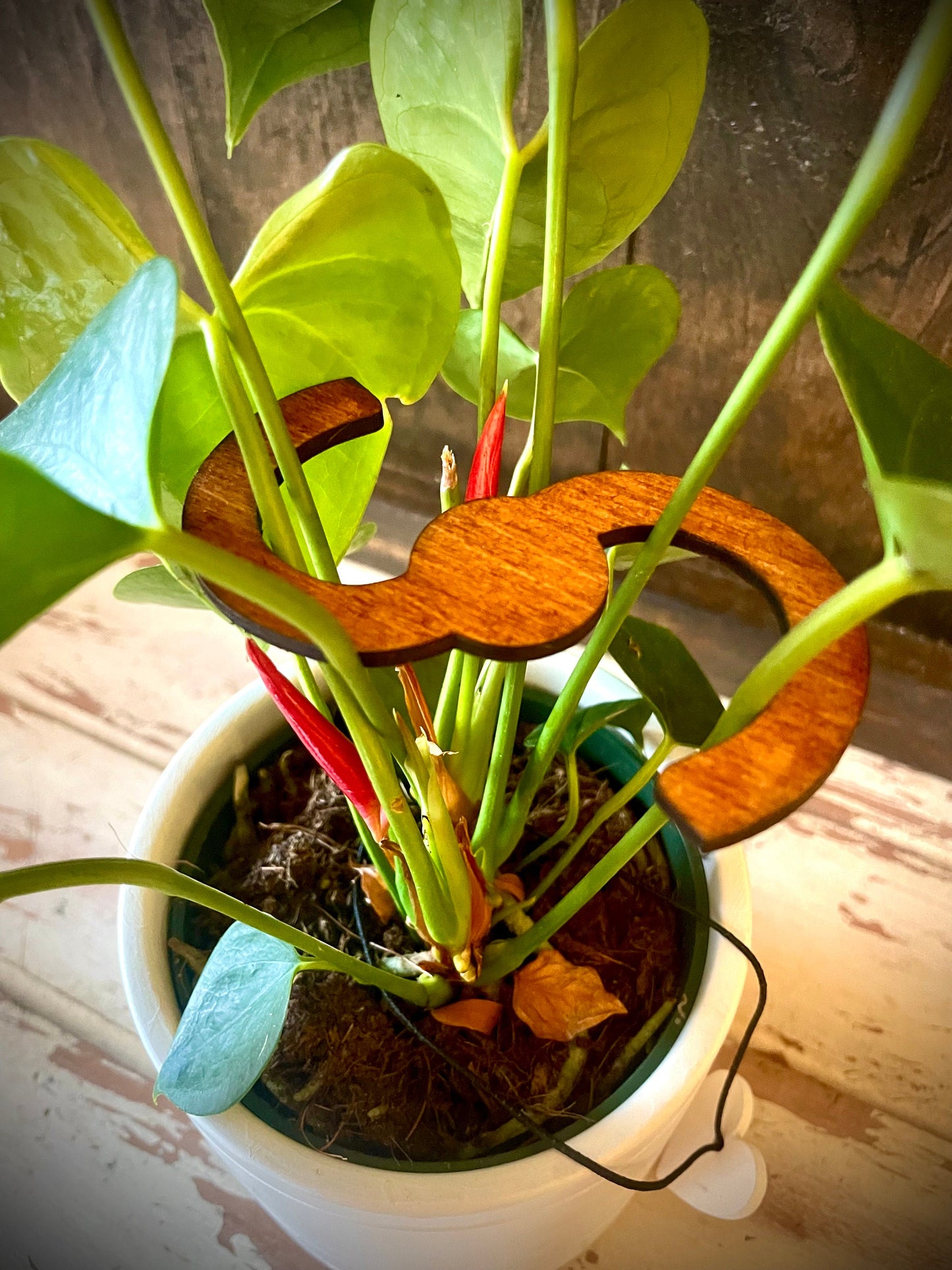 S-Shape Boho Wood Plant Stem Support | Philodendron, Alocasia & Monstera | Multiple Sizes & Finishes