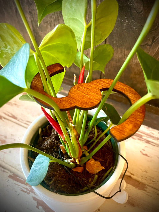 S-Shape Boho Wood Plant Stem Support | Philodendron, Alocasia & Monstera | Multiple Sizes & Finishes