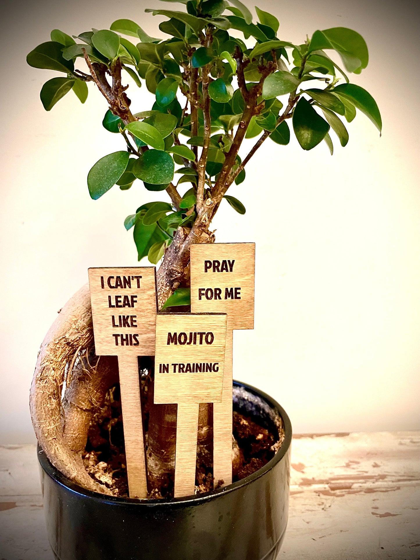 Funny Indoor Plant & Cactus Stakes | Set of 10 Labels | 12 Finishes | Set B