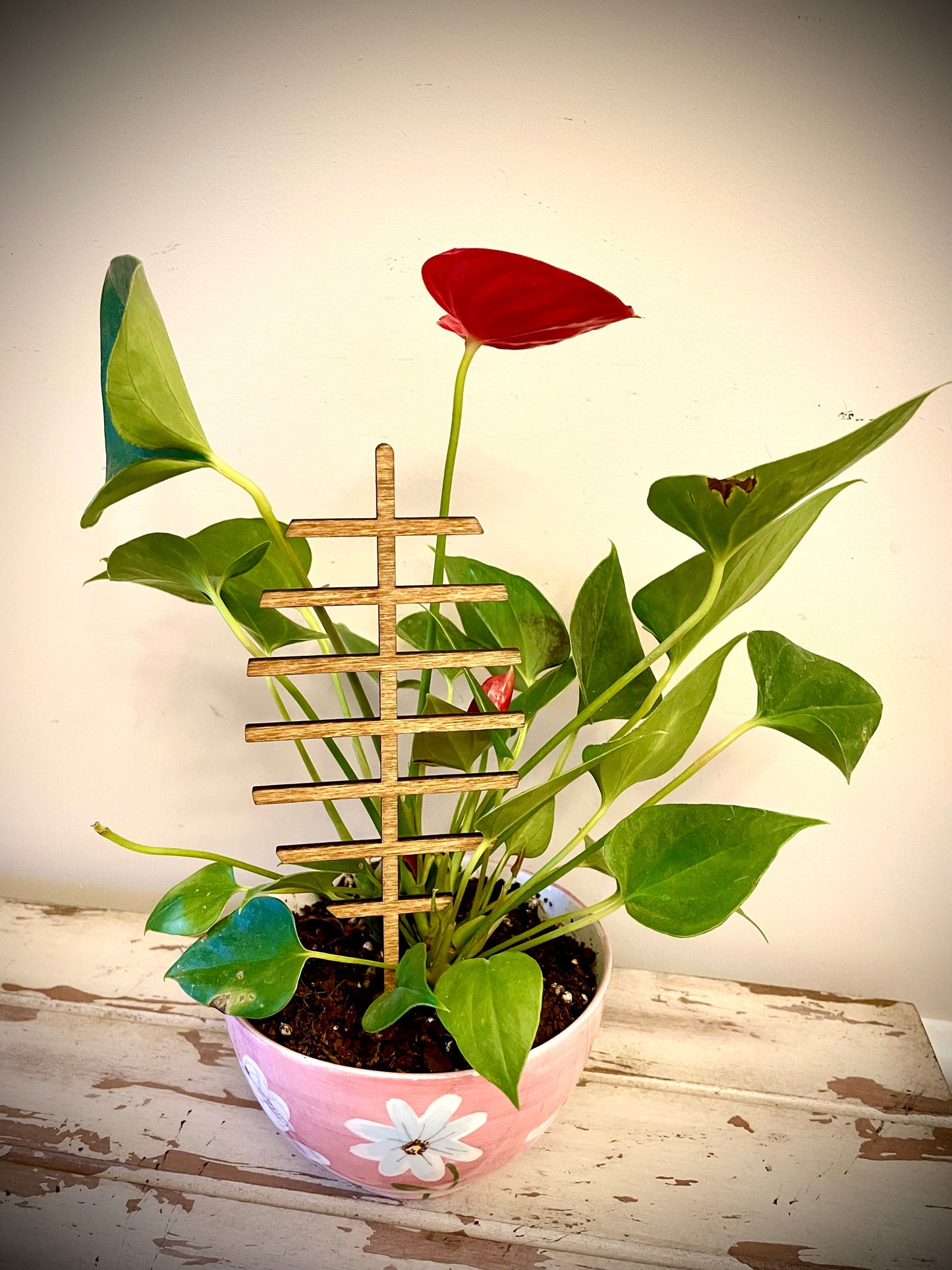 Boho Indoor Plant Trellis | Honey Dipper Shape | Multiple Sizes & Finishes