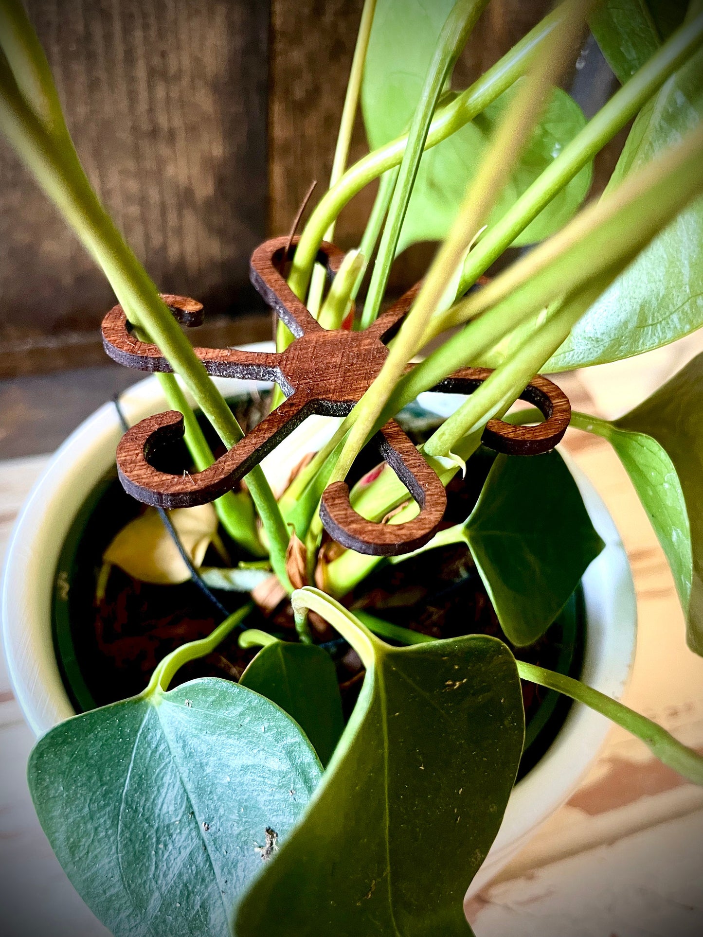Boho Wood Plant Stem Support | Philodendron, Alocasia & Monstera | Multiple Sizes & Finishes