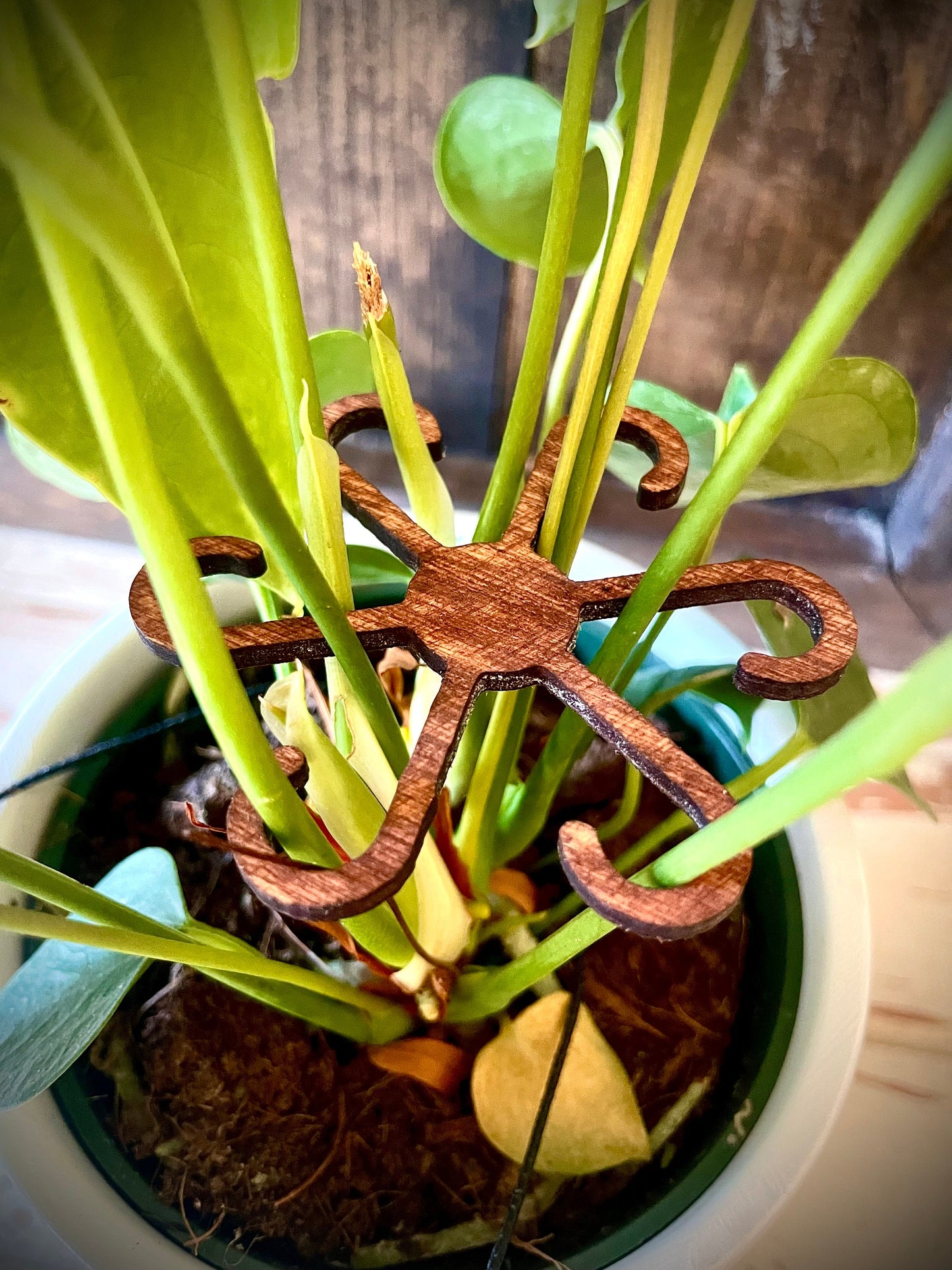 Boho Wood Plant Stem Support | Philodendron, Alocasia & Monstera | Multiple Sizes & Finishes
