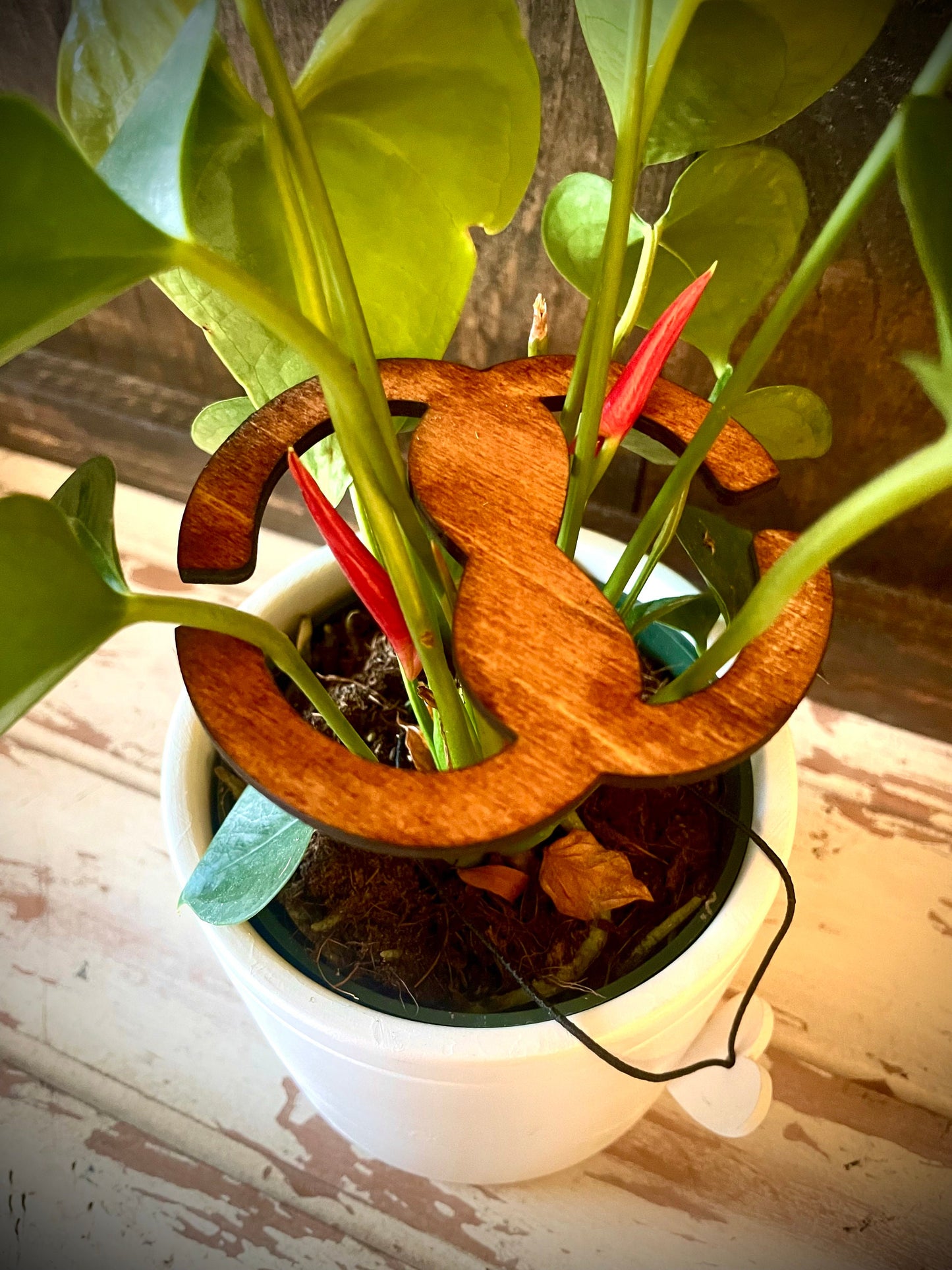 Pretzel Shape Boho Wood Plant Stem Support | Philodendron, Alocasia & Monstera | Multiple Sizes & Finishes