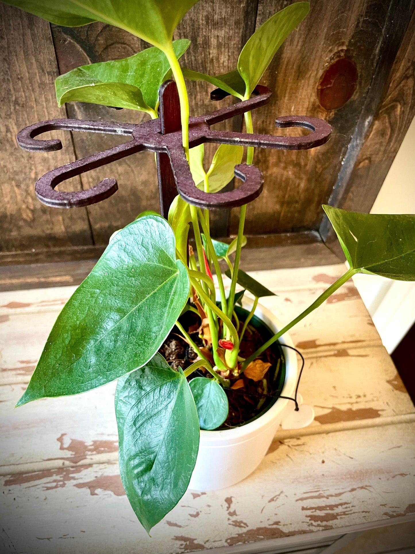 Boho Wood Plant Stem Support with Spike | Philodendron, Alocasia & Monstera | 25 Sizes | 12 Finishes