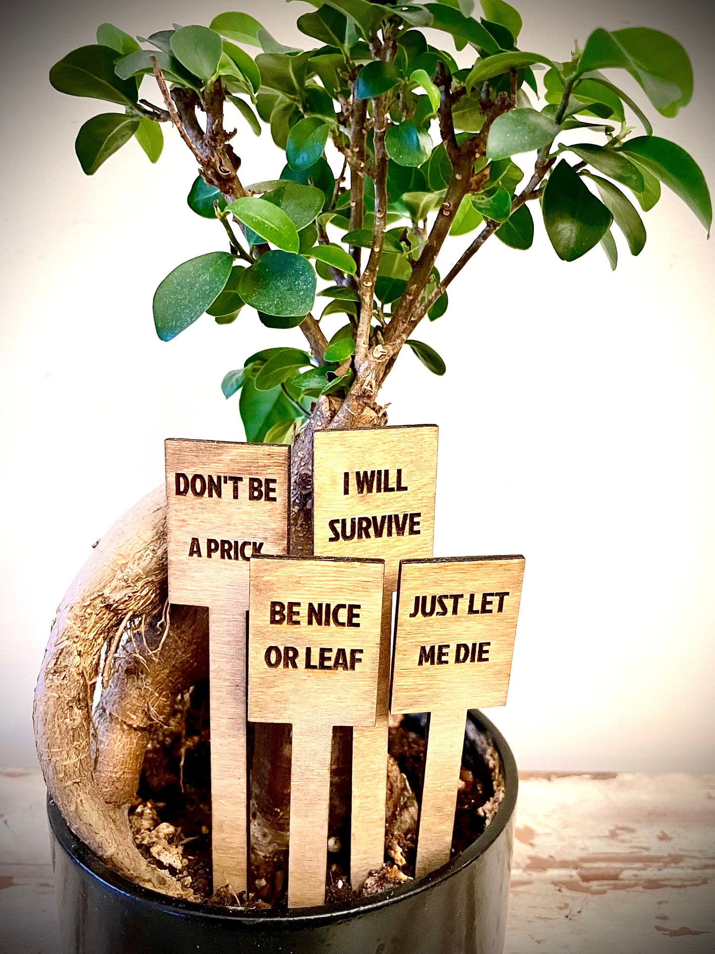 Funny Indoor Plant & Cactus Stakes | Set of 10 Labels | 12 Finishes | Set B
