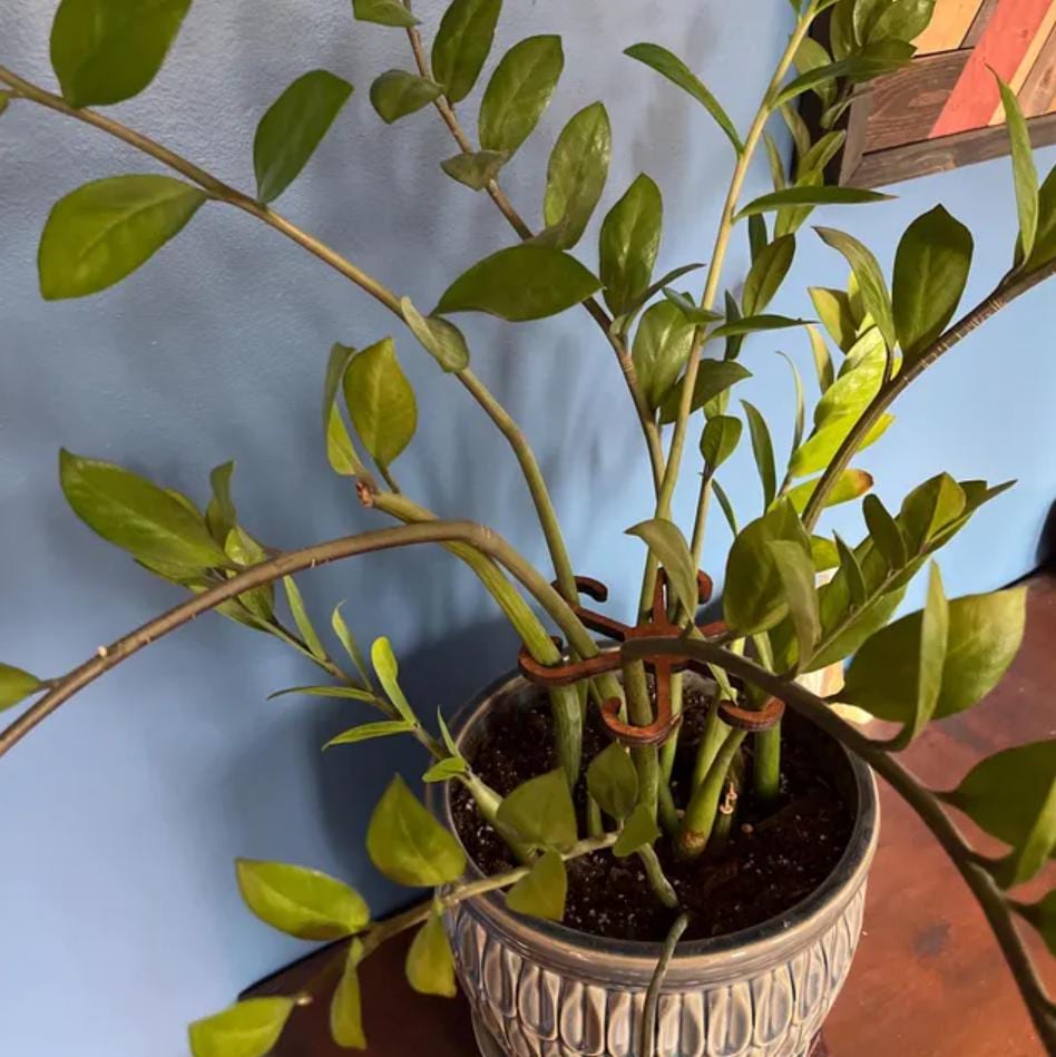 Boho Wood Plant Stem Support | Philodendron, Alocasia & Monstera | Multiple Sizes & Finishes