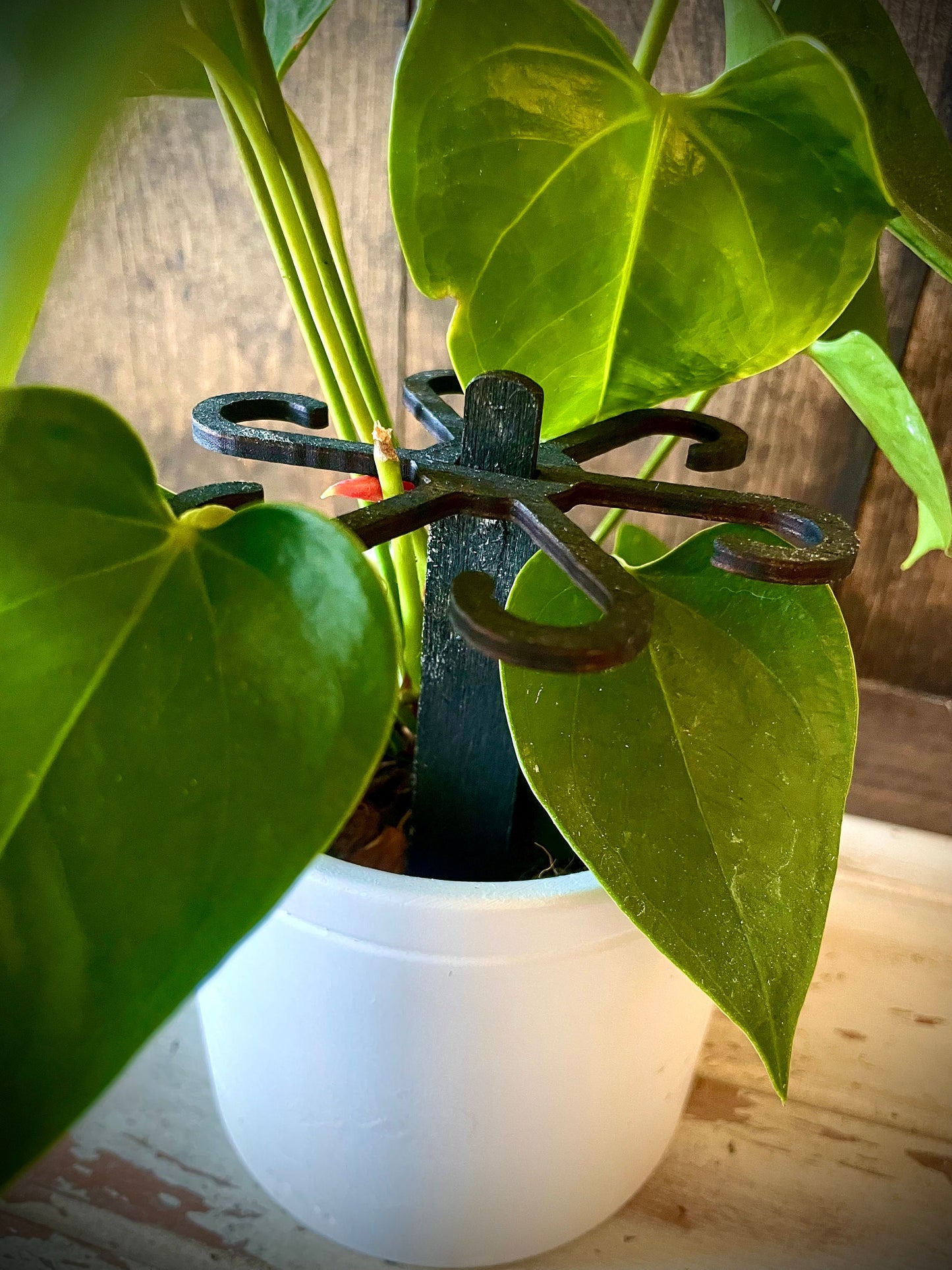 Boho Wood Plant Stem Support with Spike | Philodendron, Alocasia & Monstera | 25 Sizes | 12 Finishes