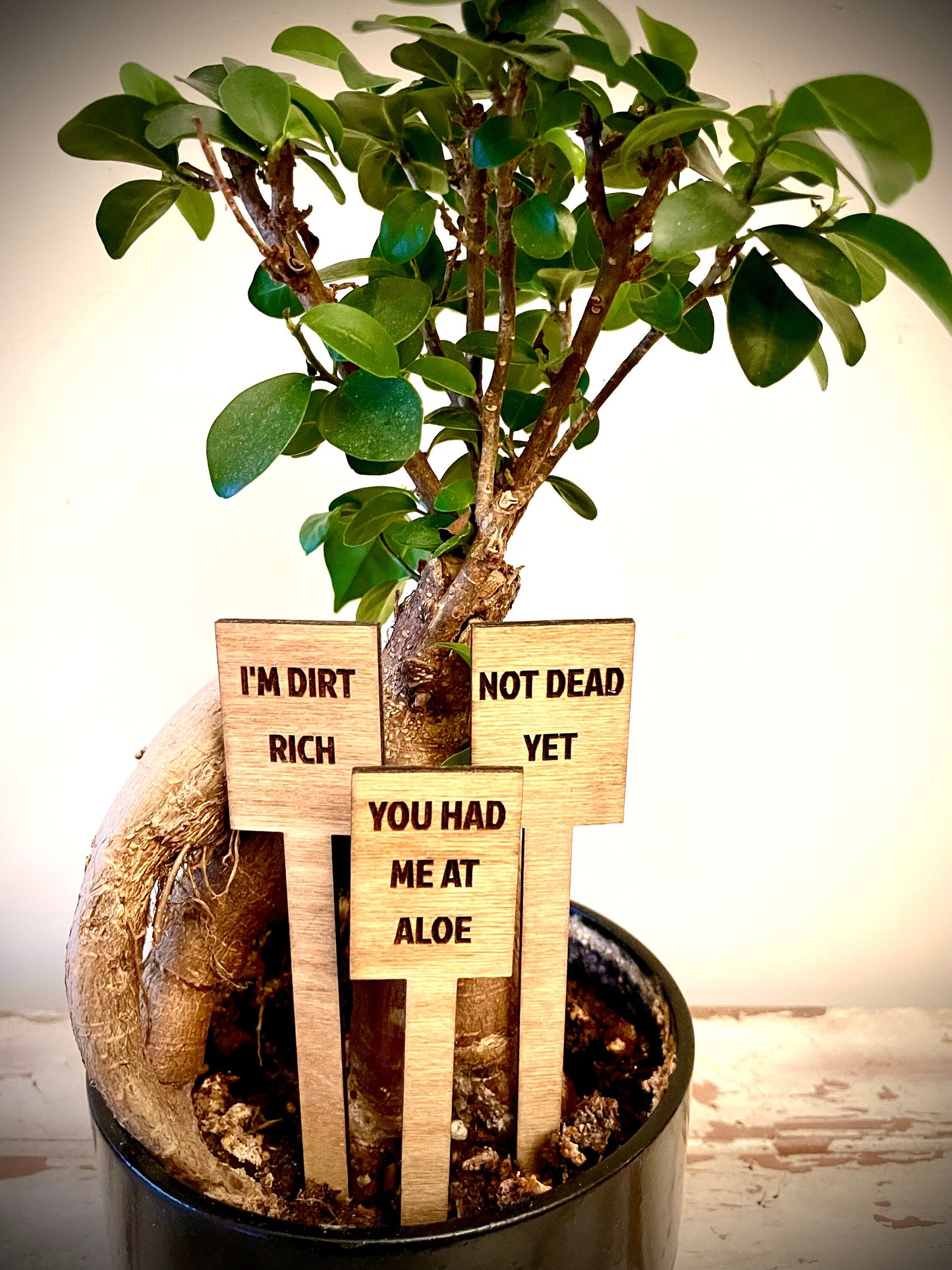 Funny Indoor Plant & Cactus Stakes | Set of 10 Labels | 12 Finishes | Set A