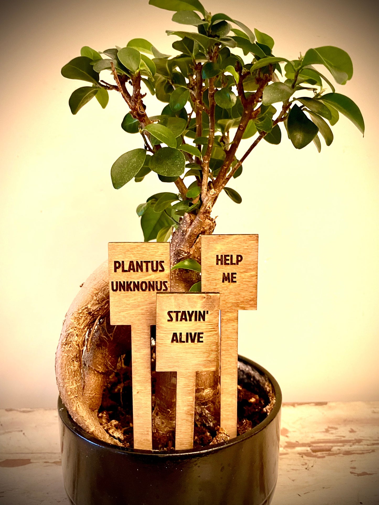 Funny Indoor Plant & Cactus Stakes | Set of 10 Labels | 12 Finishes | Set B